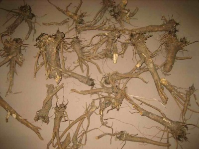  Lovage roots