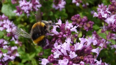  Marjoram great honey plant