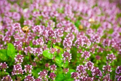  Marjoram herb known since antiquity