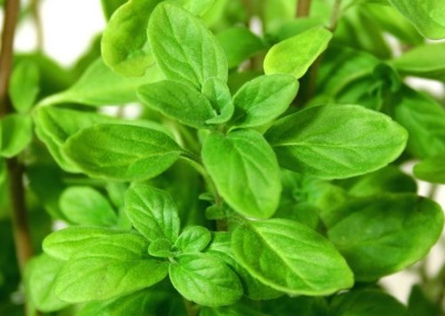  Garden marjoram