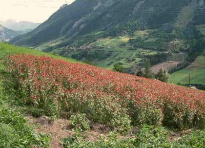  Monarda is from North America