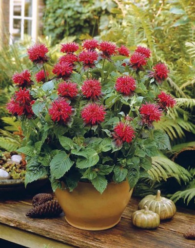  Growing flowers of monarda