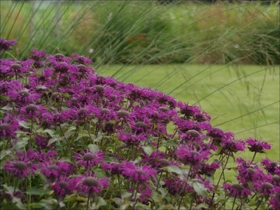  Monarda