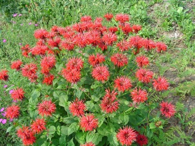  Monarda - meadow flower