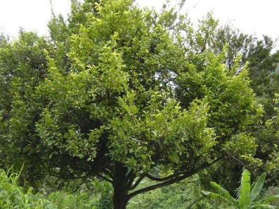  Muscadine tree with fruits