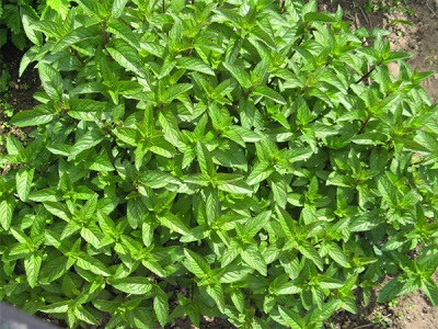  Mint bush with garden