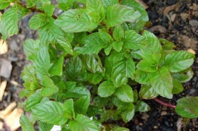  Mentha x piperita var. citrata lemon