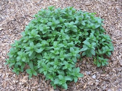  Mentha spicata