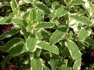  Mentha suaveolens variegata