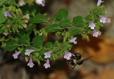  Calamintha sp.