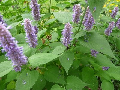  Agastache rugosa