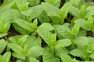  Mentha spicata