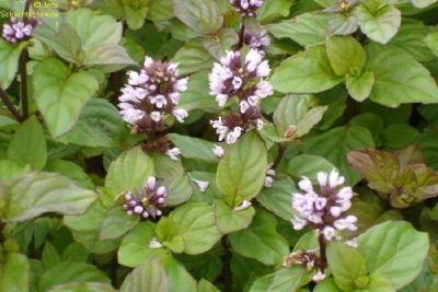  Mentha x piperita var. citrata Orange