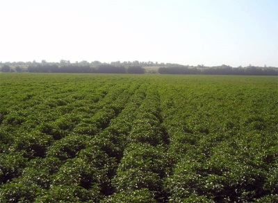  Peppermint Plantations