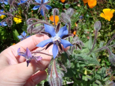  Borage - Borage Grass