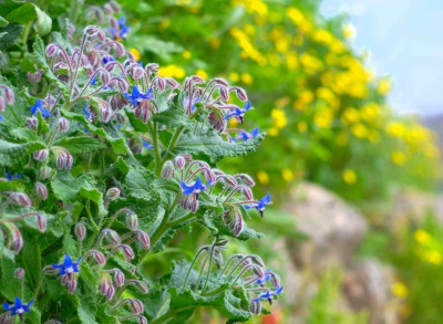  Cucumber herb