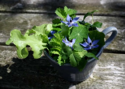  Borage