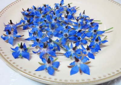  Borage flowers