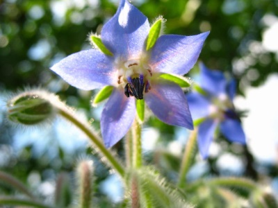  Borage is helpful