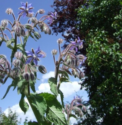  Borage