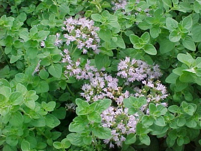  Oregano bush