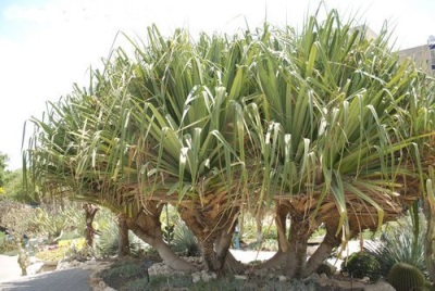  Pandanus Veitcha