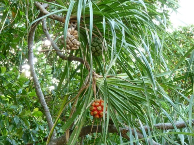  Pandanus