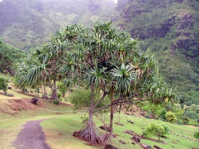  Pandanus Indiában