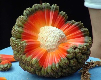  Fruit pandanus