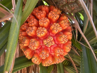  Gyümölcs pandanus