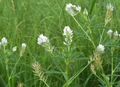  Fenugreek hay blooming