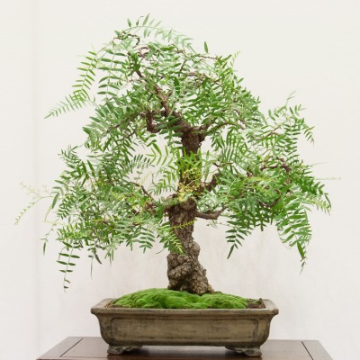  Bonsai gondozás