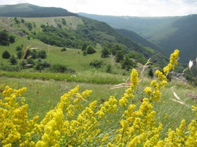  Bedstraw In Crimea