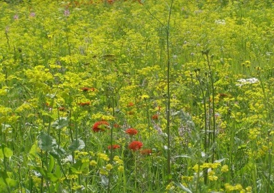  Bedstraw a réten