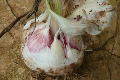  Onion bulb