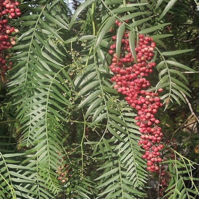  Bunches of pink pepper