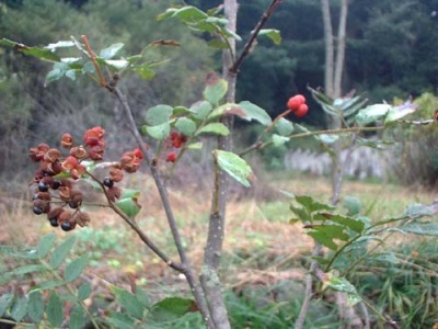  The homeland of pepper tree - Japan