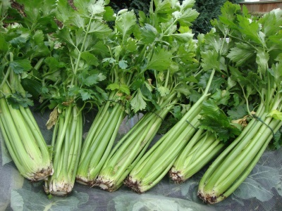  Celery Tango