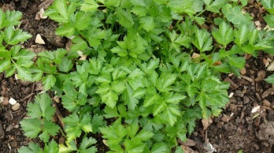  Leaf celery variety Samurai