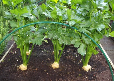  Celery cultivation