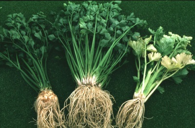  Popular Celery Varieties