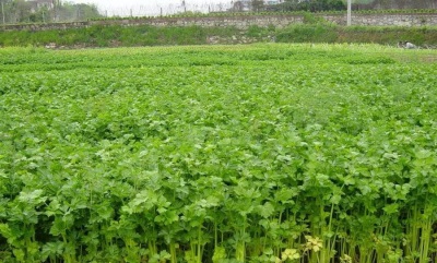  Celery is cultivated in almost all continents.