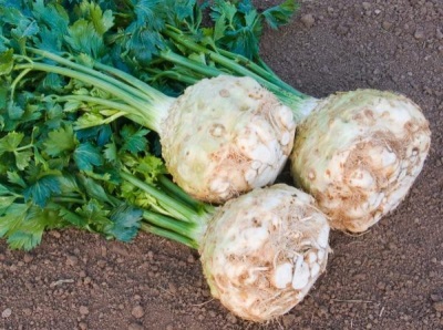  Celery Root