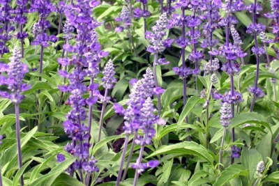  Sage is a perennial shrub of the family of Cluster