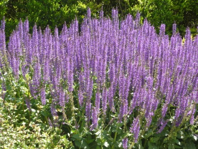  Sage meadow