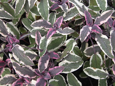  Tricolor sage