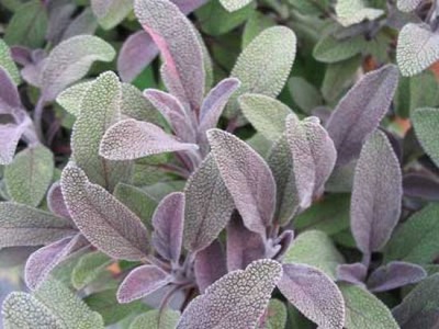  Purple sage