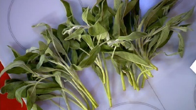  Sage contains a large number of nutrients