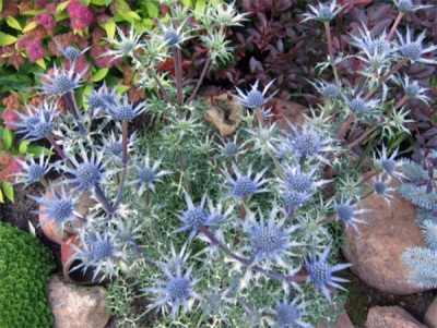  Eryngium az alpesi dombon