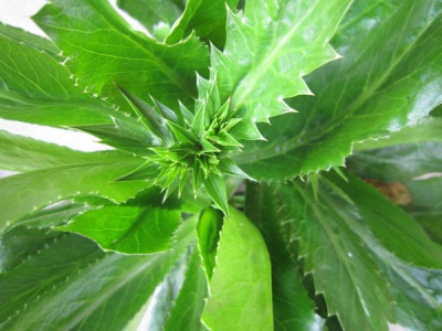  Eryngium levelek